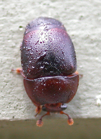 Small Hive Beetle